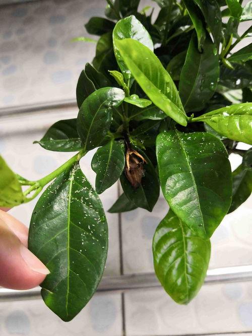 爆料小白树叶怎么做视频,轻松上手，打造吸睛短视频  第2张