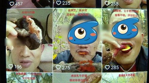 早期野生菌爆料视频播放,早期爆料视频带你领略大自然的馈赠