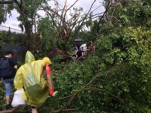 深圳爆料山竹事件视频,视频揭露惊人一幕  第2张