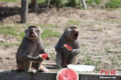 娱乐吃瓜酱动物园,揭秘娱乐圈背后的趣味故事  第2张