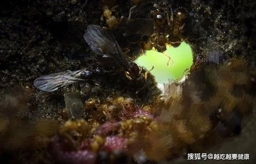 人体蚁穴在线观看,揭秘人体内部神秘世界的在线探秘之旅