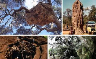 人体蚁穴在线观看,揭秘人体内部神秘世界的在线探秘之旅  第2张