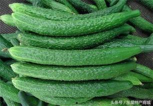 黄瓜农药爆料方法图片视频,图片视频曝光农药爆料方法  第2张