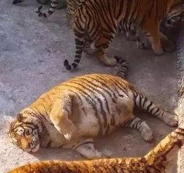 娱乐圈爆料老虎哥是谁,老虎哥身份大起底，真相令人震惊！  第3张