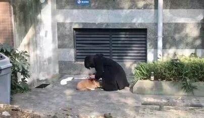 柯基狗最新爆料,揭秘网红宠物的日常生活与趣事  第2张