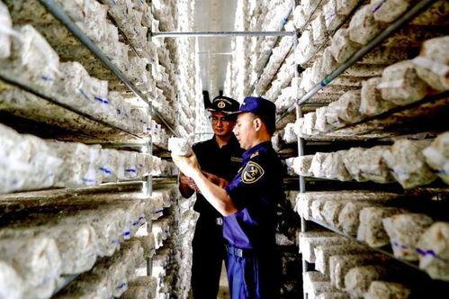 云南永善爆料案件最新,真相揭开，疑云散去，正义终至