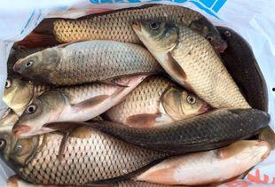 鱼鱼最新爆料,揭秘娱乐圈最新热点事件  第2张