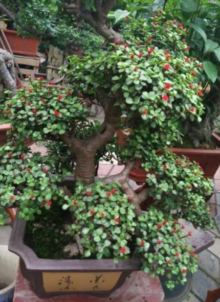 金枝玉叶在线观看,宫廷秘史，权谋与爱情的纠葛