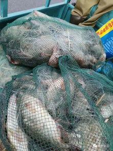 最新偷鱼爆料事件新闻,揭秘网络爆料背后的真相与争议  第2张