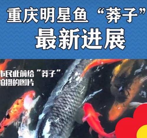 最新偷鱼爆料事件新闻,揭秘网络爆料背后的真相与争议  第3张