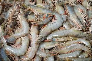 臭鱼烂虾爆料视频下载免费,臭鱼烂虾爆料背后的真相与启示