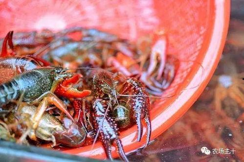 小虾爆料最新消息,最新热点事件深度解析  第3张