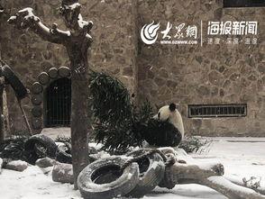 杭州动物园爆料新闻视频,神秘动物亮相引游客惊叹  第3张